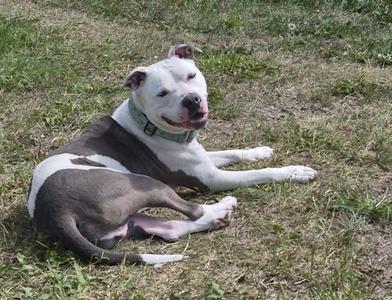A white and gray dog lying on the grass