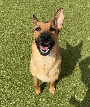 Sage, German Shepherd Dog Mix, adult, available for adoption
