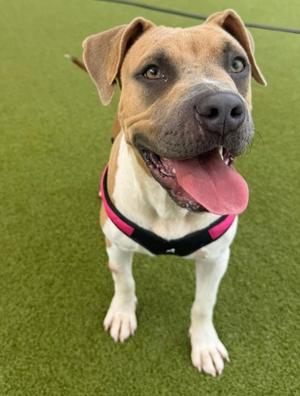 Rue, Bulldog Mix, young, available for adoption