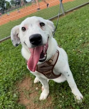 Wizzer, Border Collie Mix, young, available for adoption