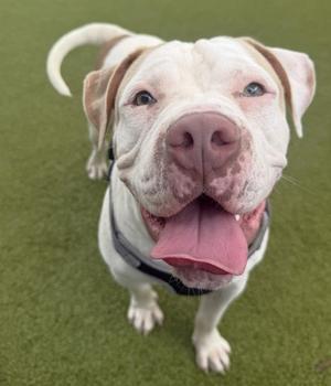 Moose, Bulldog Mix, young, available for adoption