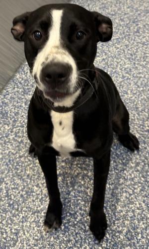 Duke, Bull Terrier Mix, young, available for adoption