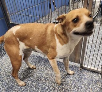 Zoey, American Red Heeler Mix, senior, available for adoption