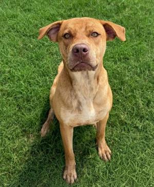 Jax, Pit Bull Terrier Mix, adult, available for adoption