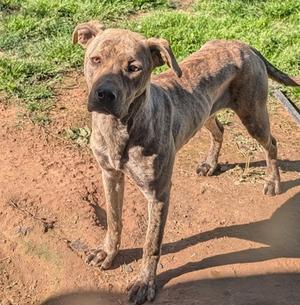 Jade, Pit Bull Terrier Mix, adult, available for adoption