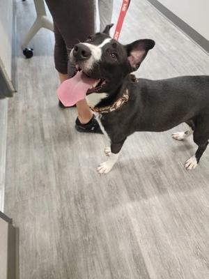 A black and white dog with a pink tongue sticking out, standing on a wooden floor.
