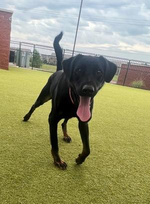 Blake, German Shepherd Dog Mix, adult, available for adoption