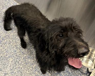 Harlow, Poodle - Standard and Labrador Retriever, adult, available for adoption