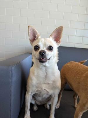 Bridgette, Chihuahua - Smooth Coated, adult, available for adoption