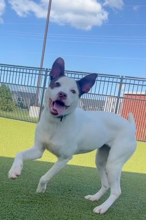 Cheesy, Terrier Mix, young, available for adoption