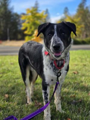 Everest, Border Collie / Australian Cattle Dog / Blue Heeler, puppy, available for adoption