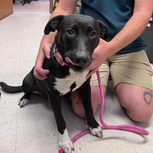 Mazzy Star, Labrador Retriever / Pit Bull Terrier, puppy, available for adoption
