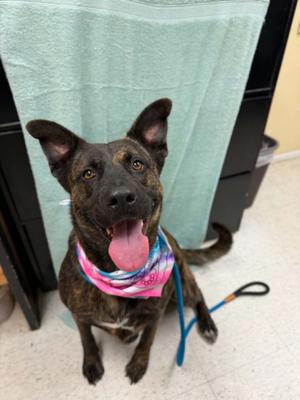 Ruby Roo, Shepherd / Mixed Breed, adult, available for adoption