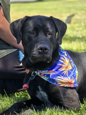 Leroy, Black Labrador Retriever, adult, available for adoption
