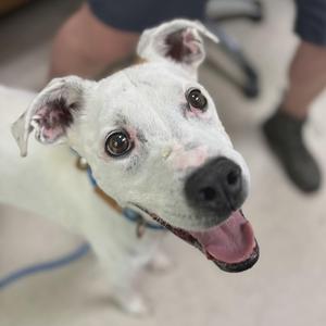 A white dog with brown eyes and a black nose, wearing a blue collar, looking up with its mouth open and tongue out.