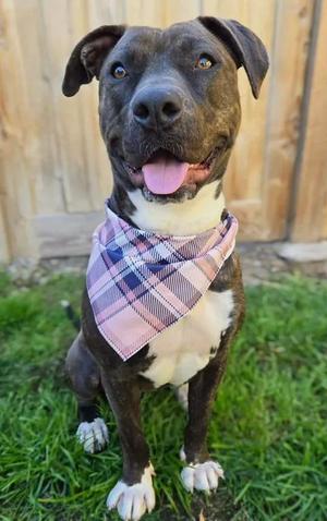 Hazel, Pit Bull Terrier, young, available for adoption