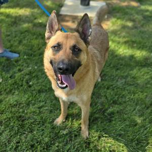 A happy German Shepherd dog standing on grass with its tongue out, looking at the camera.