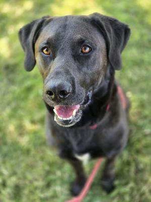 A black dog with brown eyes and a pink tongue sticking out, wearing a red collar, standing on grass.