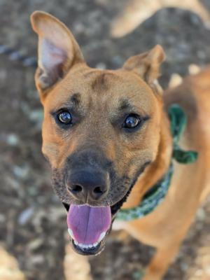 A close-up of a brown dog with a green bandana, looking up with its tongue out.