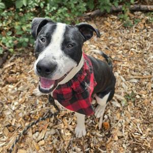 Boogie, Pointer, adult, available for adoption