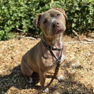 Norman, Pit Bull Terrier, adult, available for adoption
