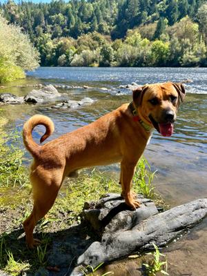 Mango, Pit Bull Terrier, adult, available for adoption