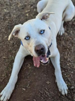 Snoopy, Labrador Retriever / Husky, adult, available for adoption