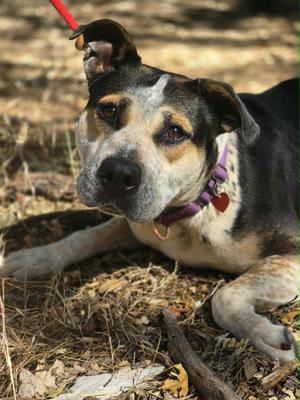 Ginny, Pit Bull Terrier / German Shepherd Dog, adult, available for adoption