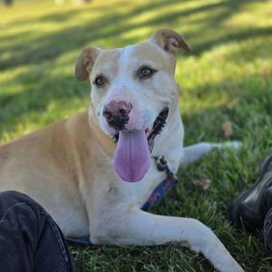 A happy dog with a light brown and white coat is lying on a grassy field, its tongue out and eyes bright, looking directly at the camera.