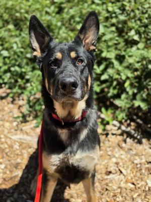 Shepherd, German Shepherd Dog, adult, available for adoption
