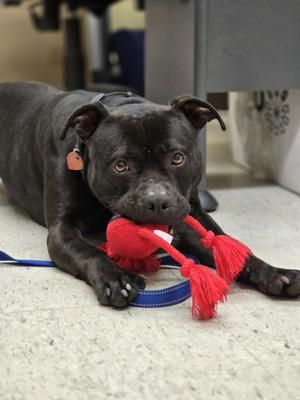 Legolas, Staffordshire Bull Terrier, adult, available for adoption