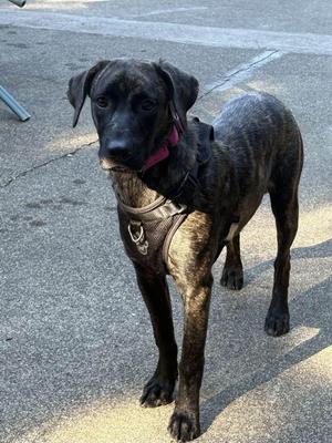 Benji, Hound, puppy, available for adoption