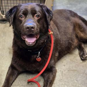 Coco, Chocolate Labrador Retriever, senior, available for adoption