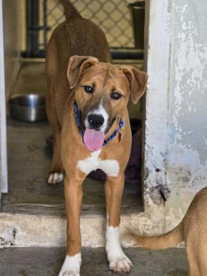 Saffron, Pit Bull Terrier, puppy, available for adoption