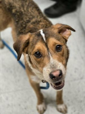 Peaches, Border Collie / Australian Cattle Dog / Blue Heeler, young, available for adoption