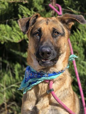 Lil Falls, German Shepherd Dog, young, available for adoption