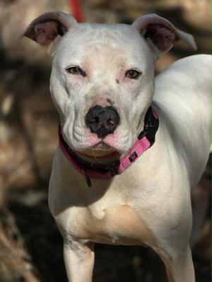 Cali, Pit Bull Terrier, adult, available for adoption