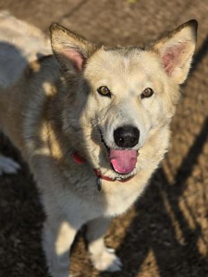 Princess, Husky / Shepherd, senior, available for adoption