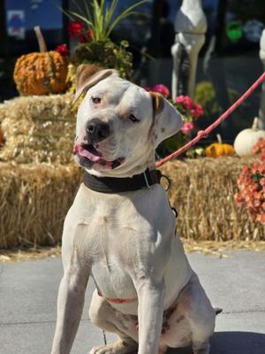 Chomper, Pit Bull Terrier, young, available for adoption