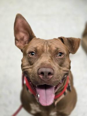Velcro, Pit Bull Terrier, young, available for adoption
