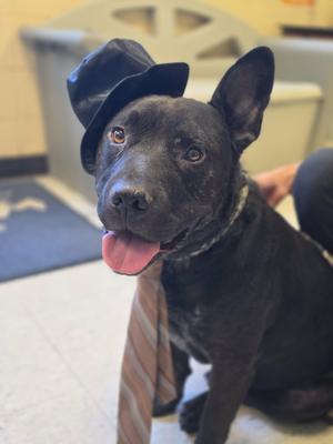 Toebeans, Pit Bull Terrier / German Shepherd Dog, senior, available for adoption