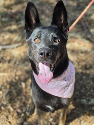 Reign, German Shepherd Dog, adult, available for adoption