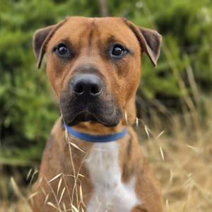 A brown dog with a white chest and a blue collar, sitting in a field of tall grass.