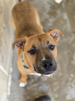 A brown dog with a blue collar looking up at the camera.