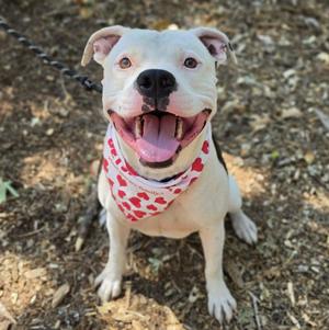 A white dog with a red bandana with heart patterns, sitting on the ground with its mouth open and tongue out.