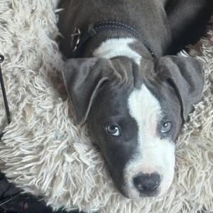 A gray and white puppy with blue eyes lying on a fluffy white blanket.