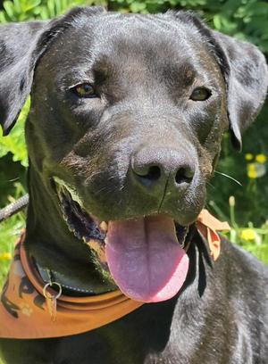 Poseidon, Black Labrador Retriever / Mixed Breed, adult, available for adoption