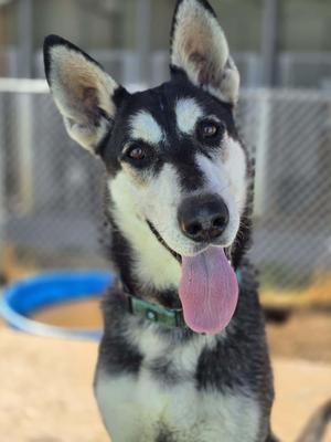George, Alaskan Malamute / Mixed Breed, adult, available for adoption