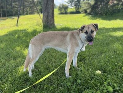 Angel, German Shepherd Dog Mix, young, available for adoption