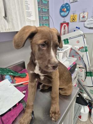 Upsidedown Cake, Hound Mix, puppy, available for adoption